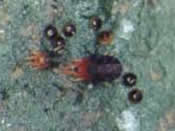 mites